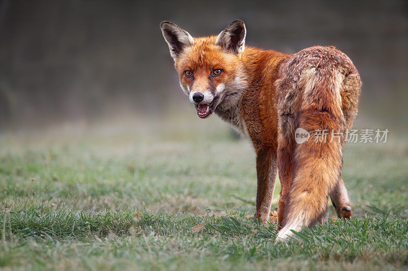 红狐(Vulpes Vulpes)